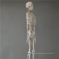 Brand new 45cm skeleton